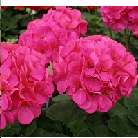 Pelargonium