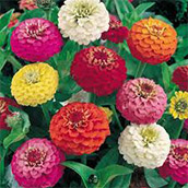 Zinnia