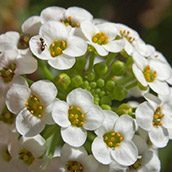 Sweet alyssum