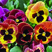 Pansy, viola