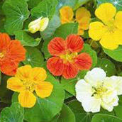 Nasturtium