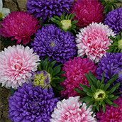 China aster