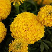 Marigold