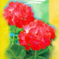Pelargonijos Vlasta