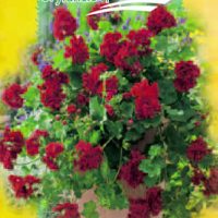 Svyrančios pelargonijos summer showers burgundy