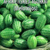 Afrikietiskieji agurkai Melotrijos