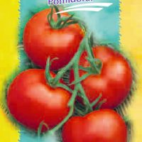 Pomidorai Rediana F1