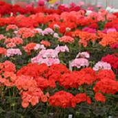 Pelargonijos