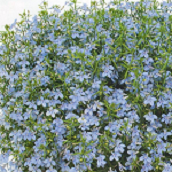 Lobelia