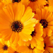 Calendula