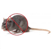 Žiurkių, pelių naikinimo priemonės